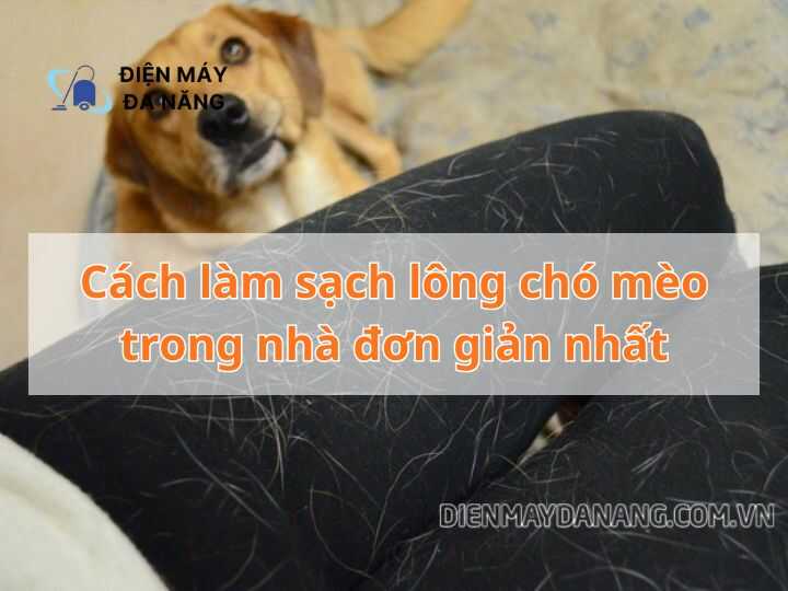 Cách làm sạch lông chó mèo trong nhà đơn giản nhất