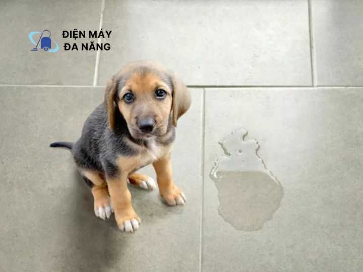 Lưu ý khi xử lý nước tiểu em bé và chó mèo trong phòng